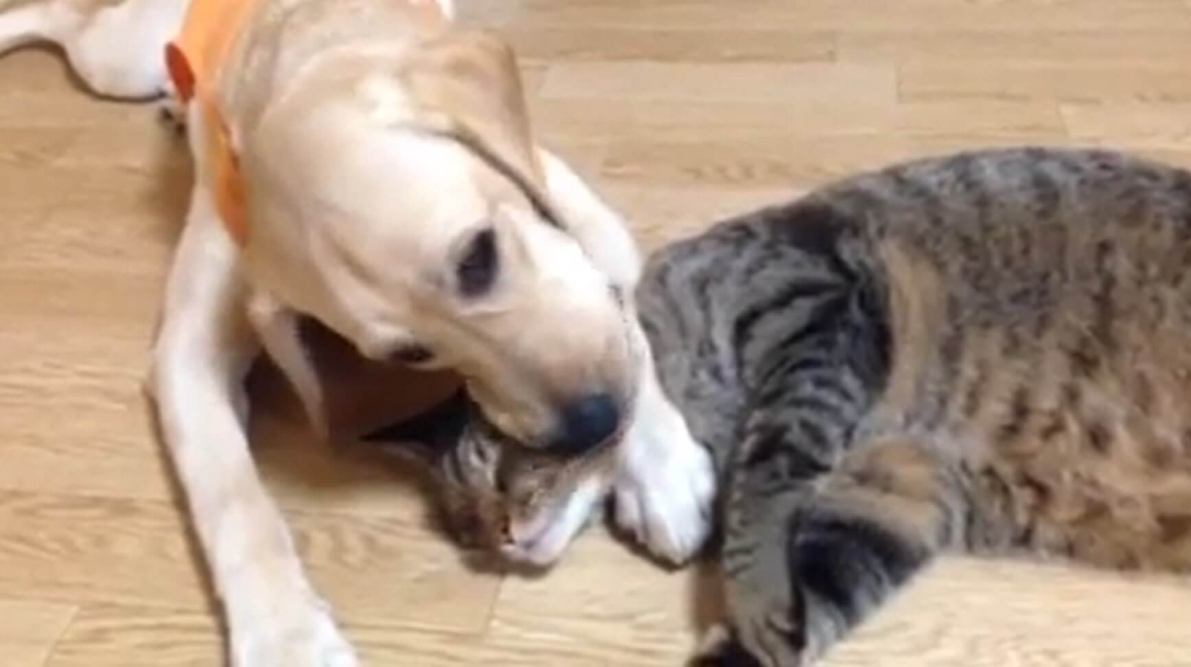 ラブラドールレトリーバー,動画