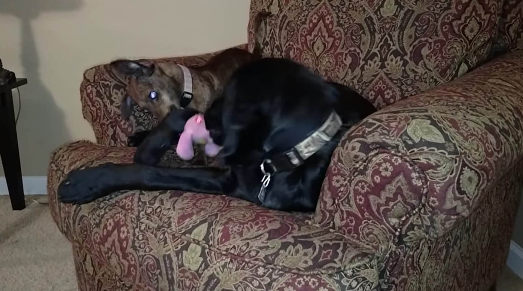 ラブラドールレトリーバー,動画