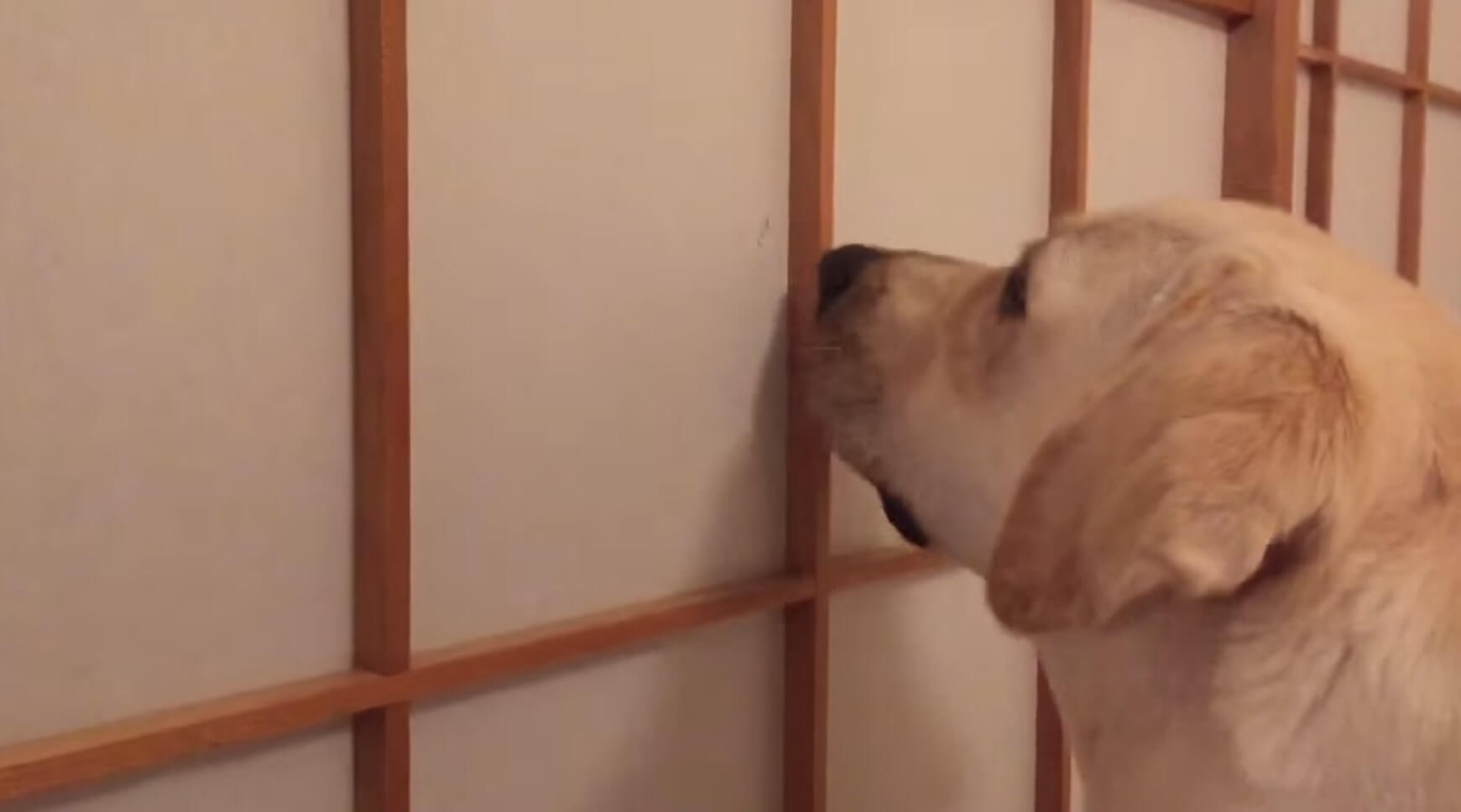 ラブラドールレトリーバー,動画