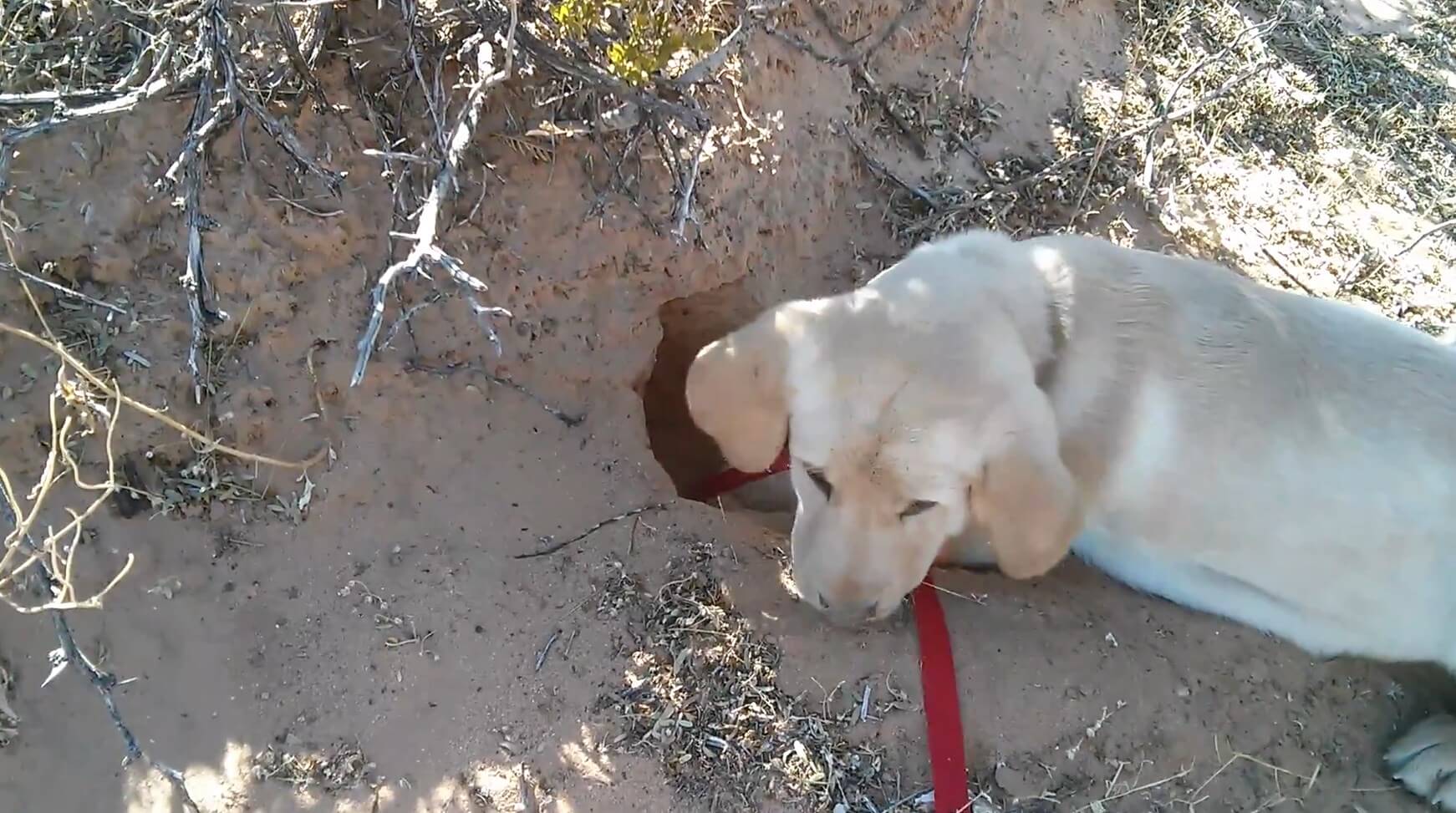 ラブラドールレトリーバー,動画