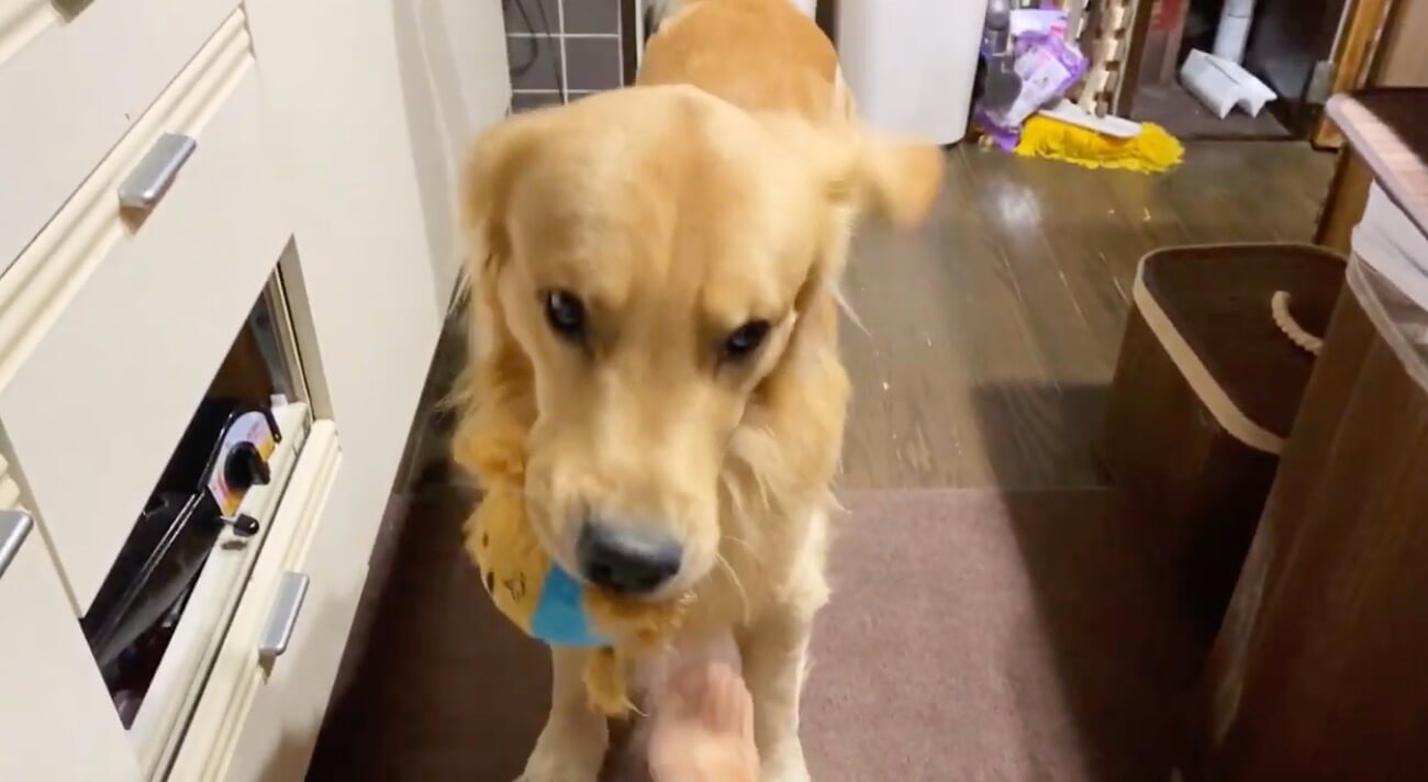 ゴールデンレトリーバー,動画