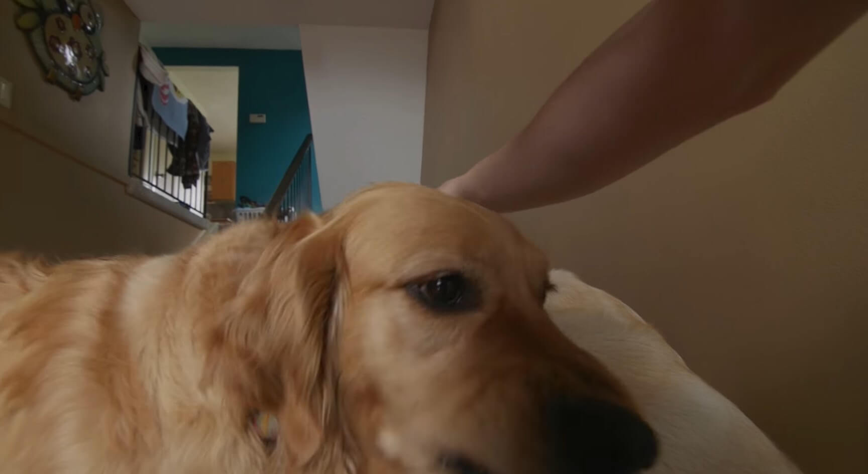 ゴールデンレトリーバー,動画