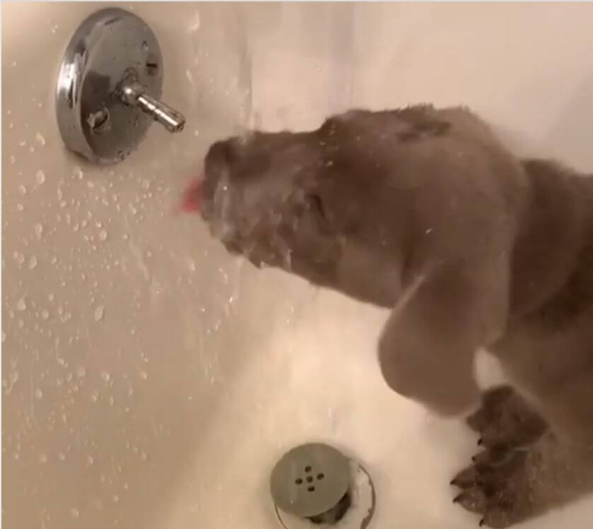 ラブラドールレトリーバー,動画