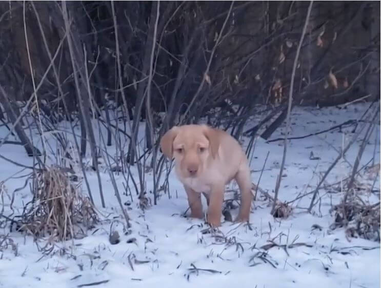 ラブラドールレトリーバー,動画