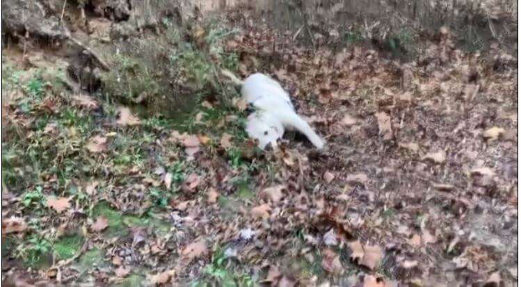 ラブラドールレトリーバー,動画