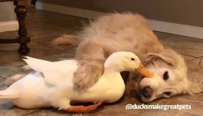 ゴールデンレトリーバー,動画