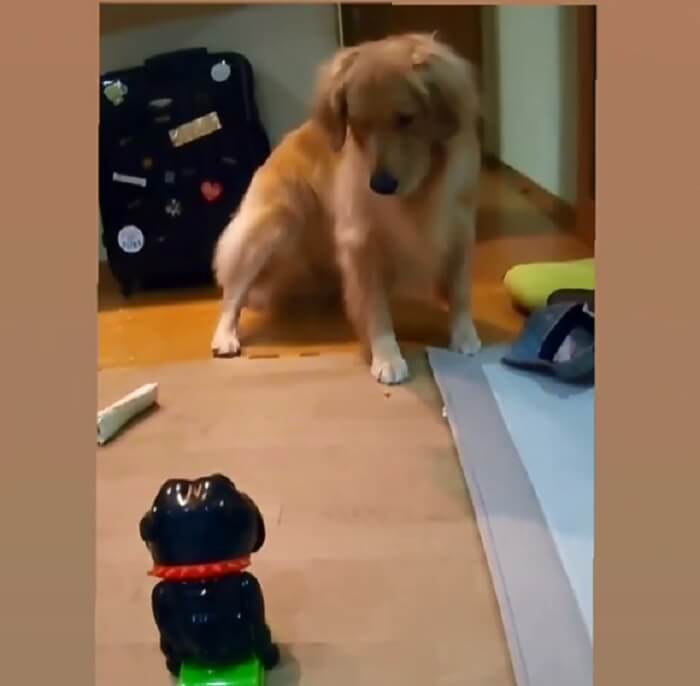 ゴールデンレトリーバー,動画