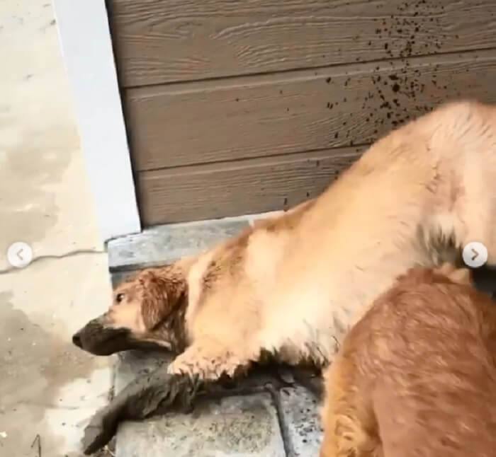 ゴールデンレトリーバー,動画