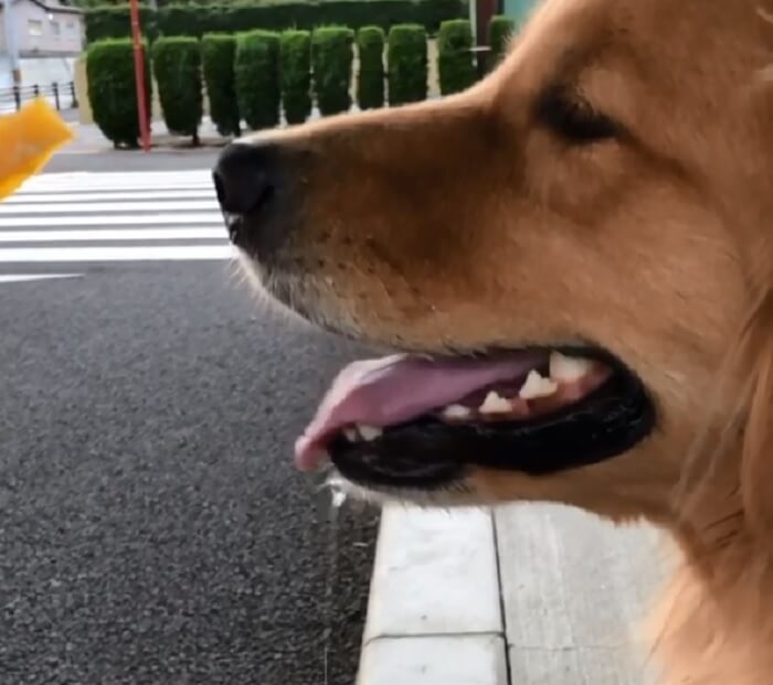 ゴールデンレトリーバー,動画