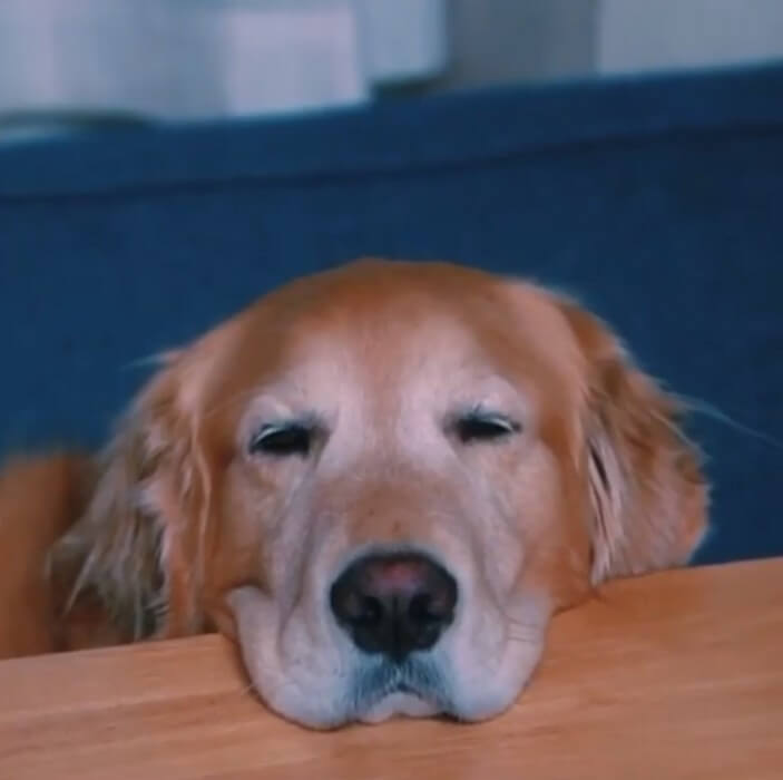 ゴールデンレトリーバー,動画