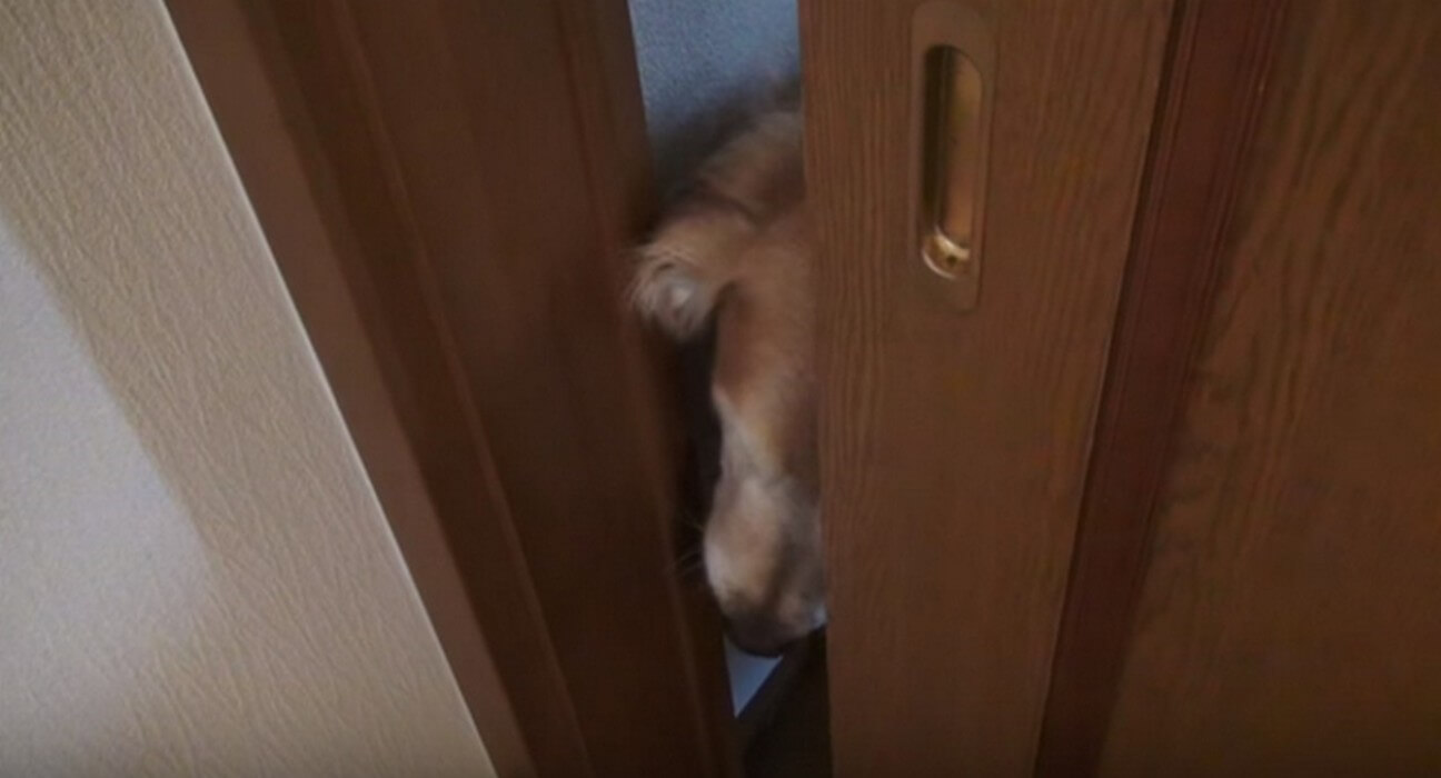 ゴールデンレトリーバー,動画