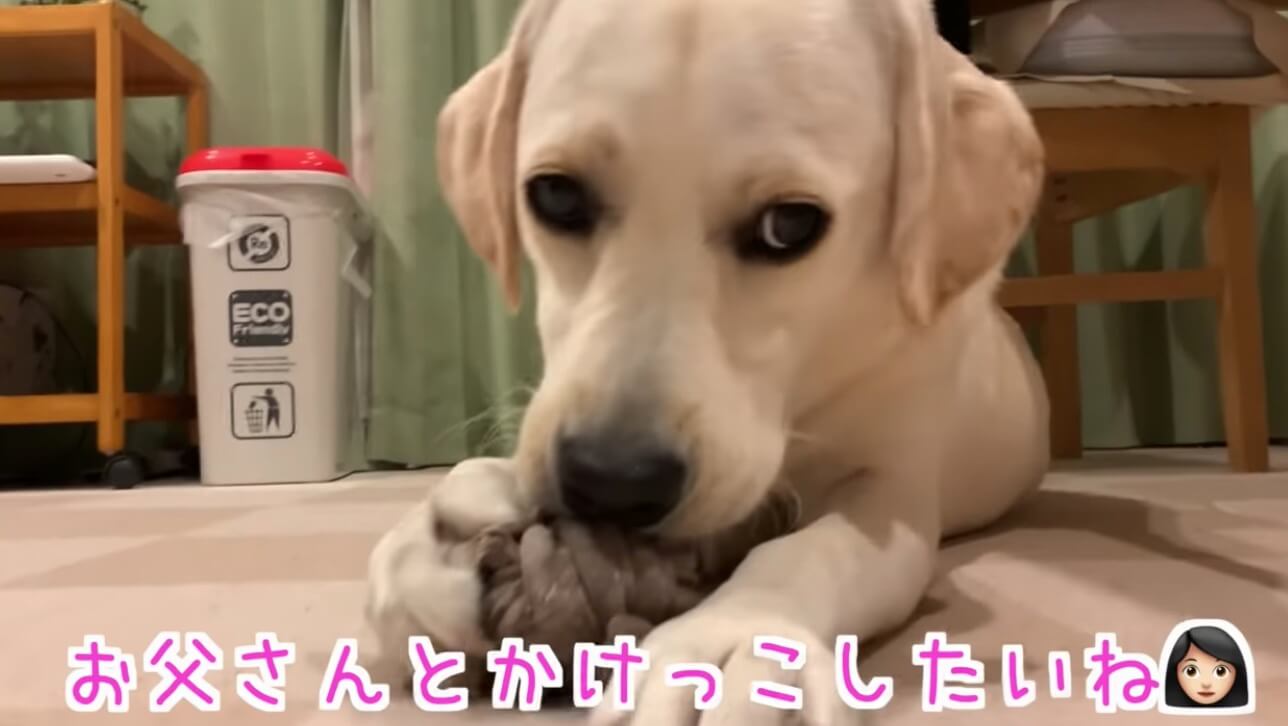 ラブラドールレトリーバー,動画