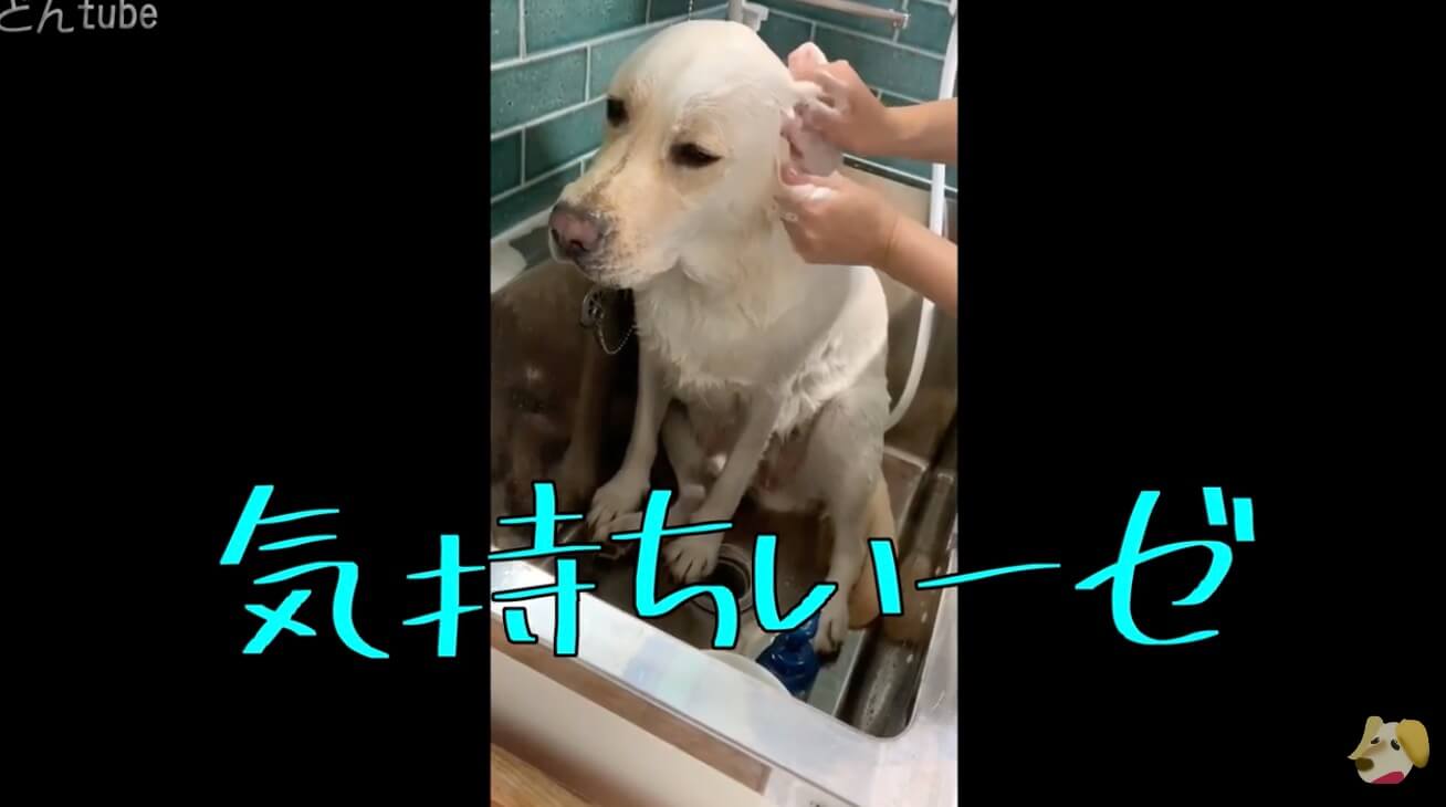ラブラドールレトリーバー,動画