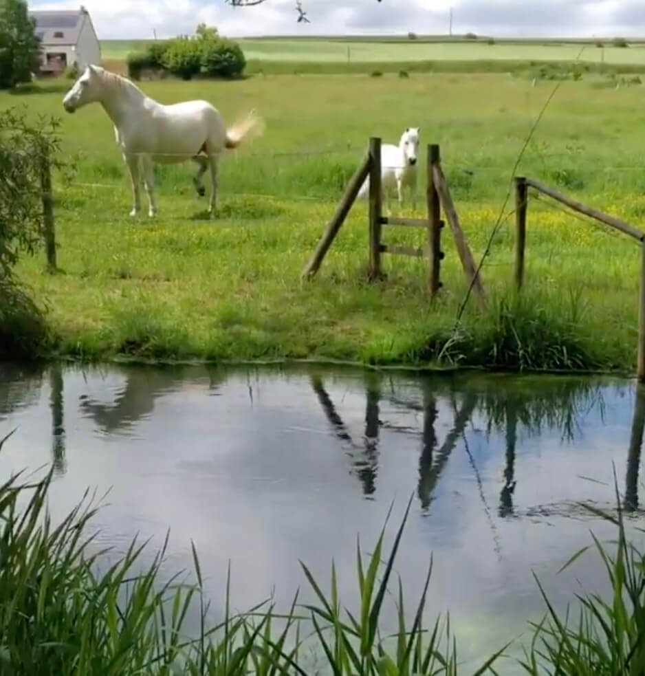 ゴールデンレトリーバー,動画