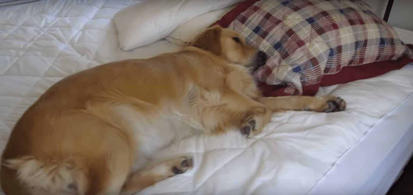 ゴールデンレトリーバー,動画