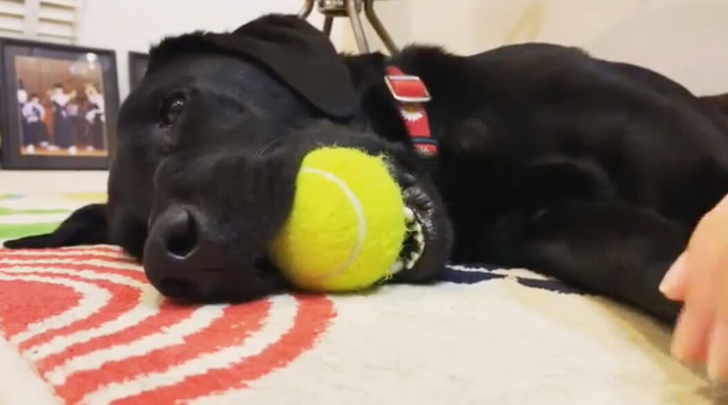 ラブラドールレトリーバー,動画