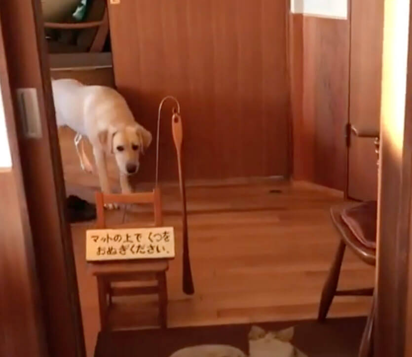 ラブラドールレトリーバー,動画