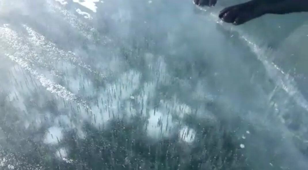 ラブラドールレトリーバー,動画