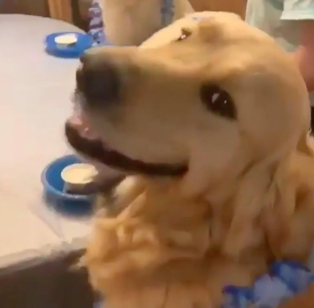 ゴールデンレトリーバー,動画