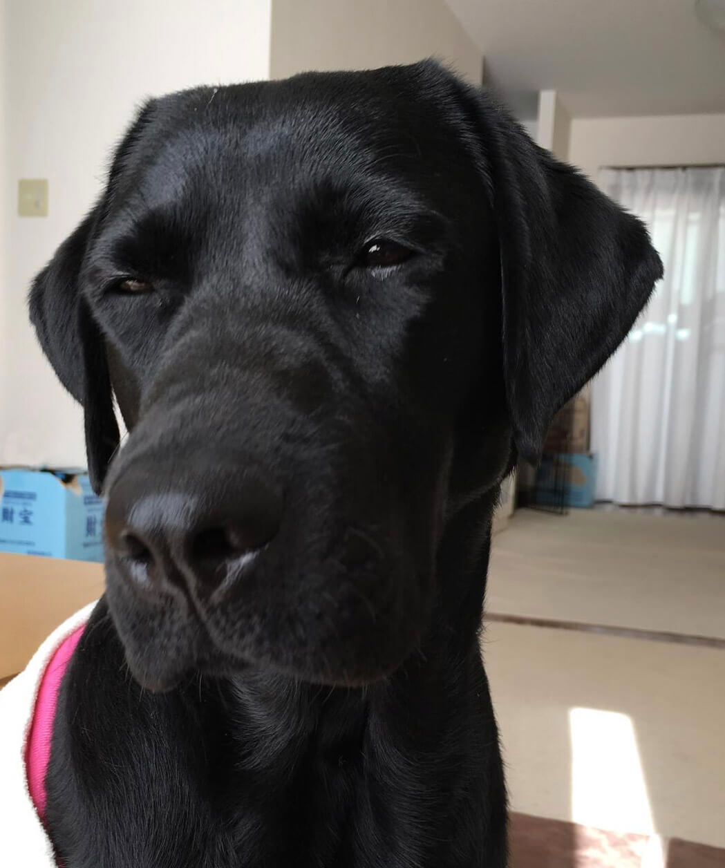 ラブラドールレトリーバー,動画