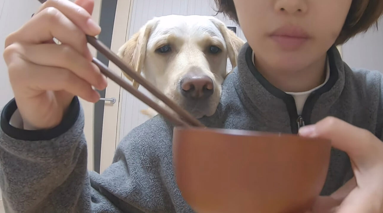 ラブラドールレトリーバー,動画