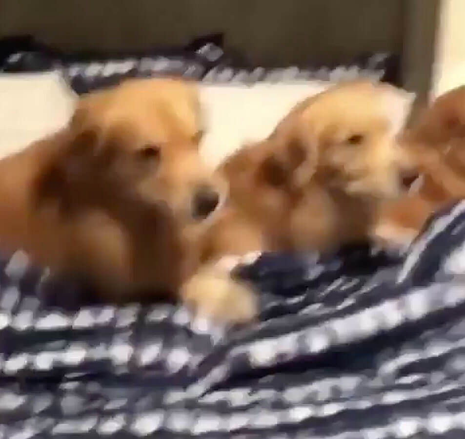 ゴールデンレトリーバー,動画