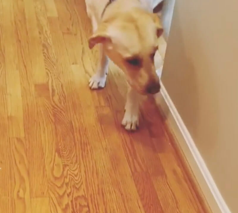 ラブラドールレトリーバー,動画