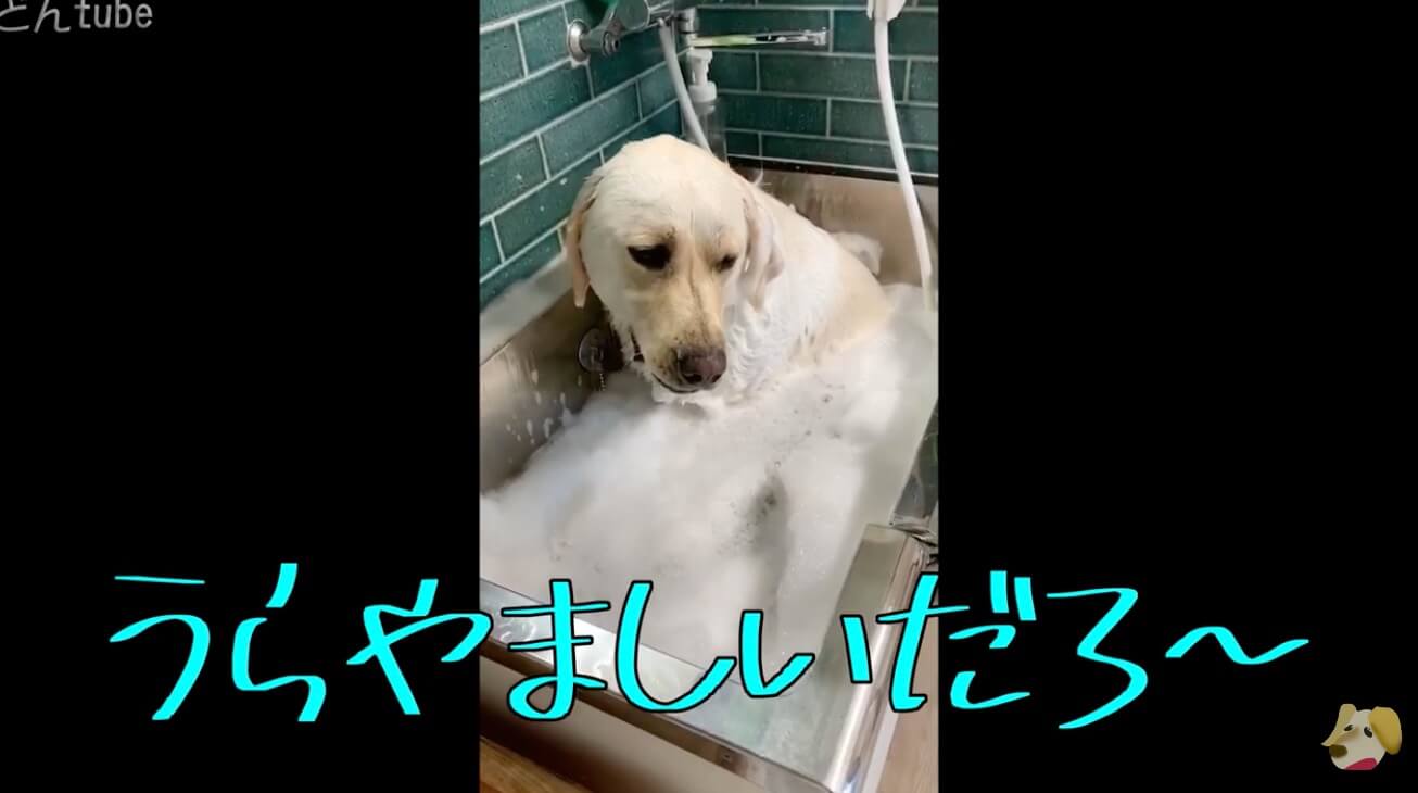 ラブラドールレトリーバー,動画