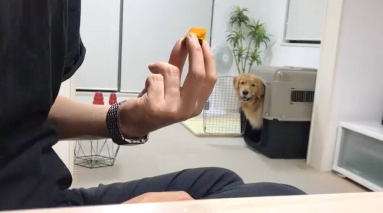 ゴールデンレトリーバー,動画