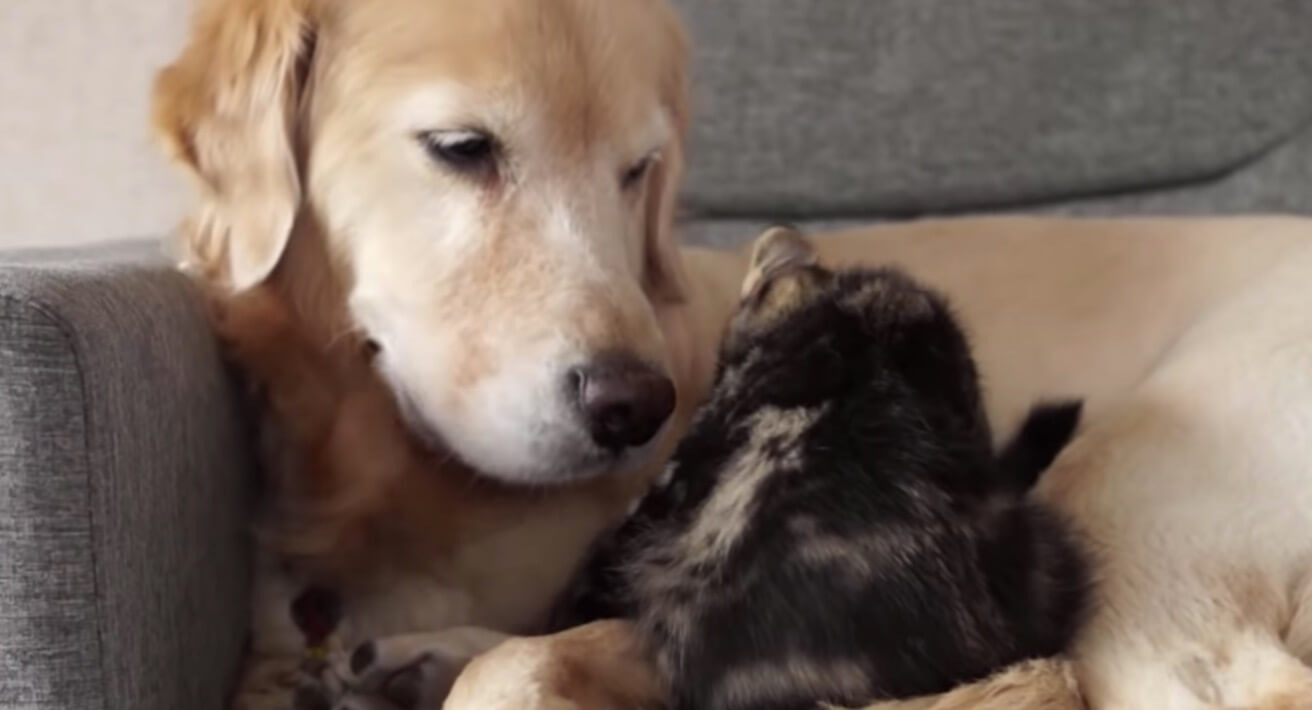 ゴールデンレトリーバー,動画