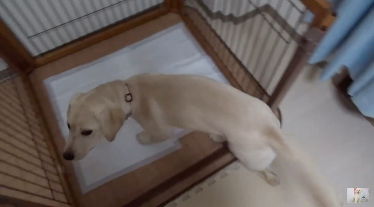 ラブラドールレトリーバー,動画