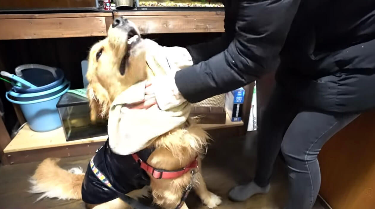 ゴールデンレトリーバー,動画