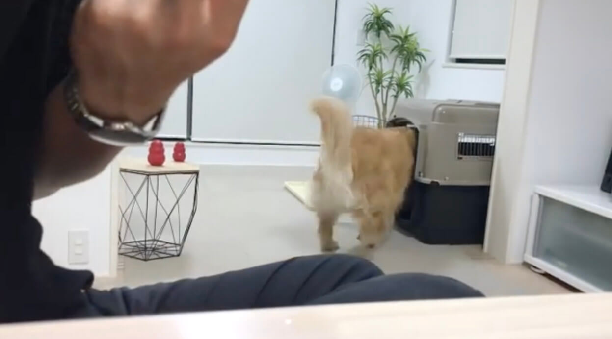 ゴールデンレトリーバー,動画