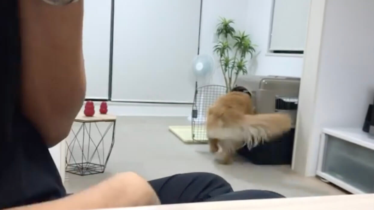 ゴールデンレトリーバー,動画