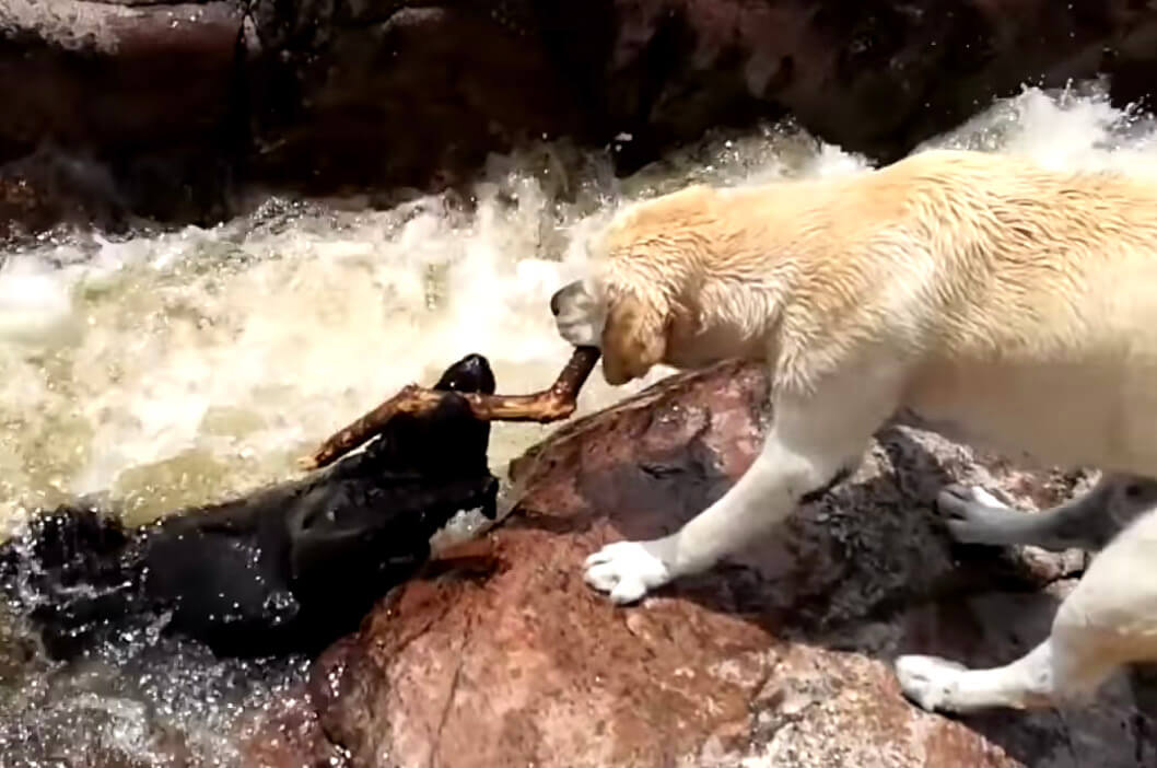 ラブラドールレトリーバー,動画