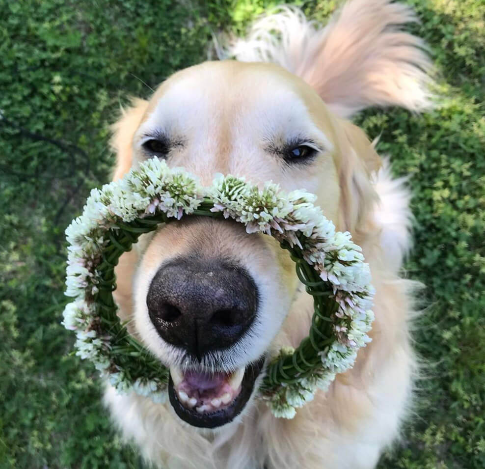 ゴールデンレトリーバー,動画