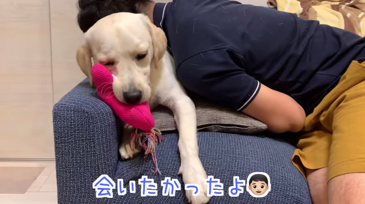 ラブラドールレトリーバー,動画