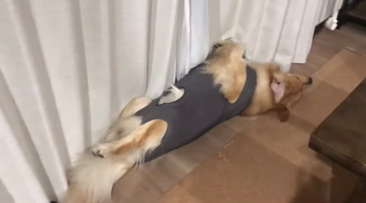 ゴールデンレトリーバー,動画