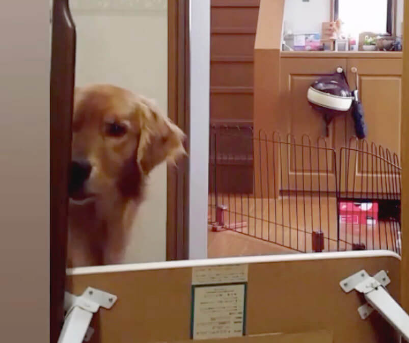 ゴールデンレトリーバー,動画