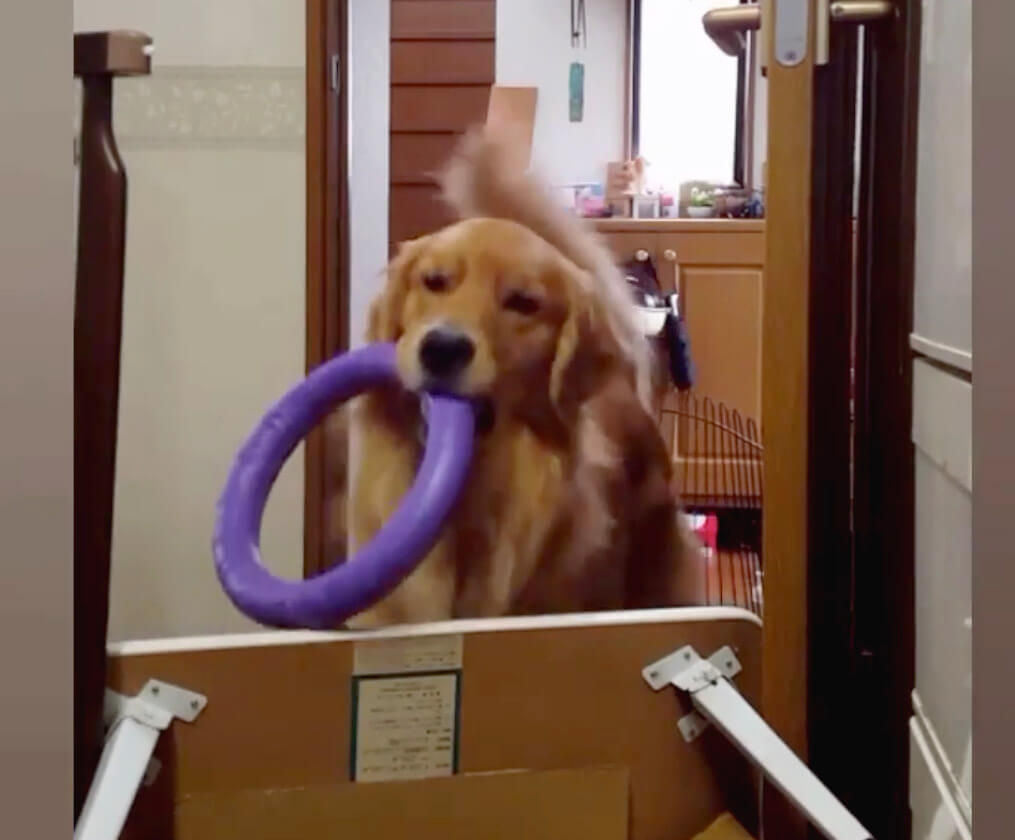 ゴールデンレトリーバー,動画