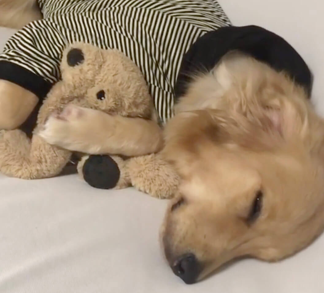 ゴールデンレトリーバー,動画