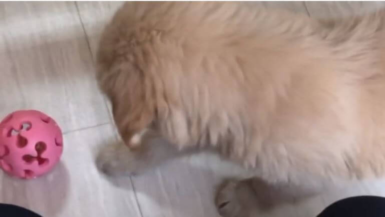 ゴールデンレトリーバー,動画