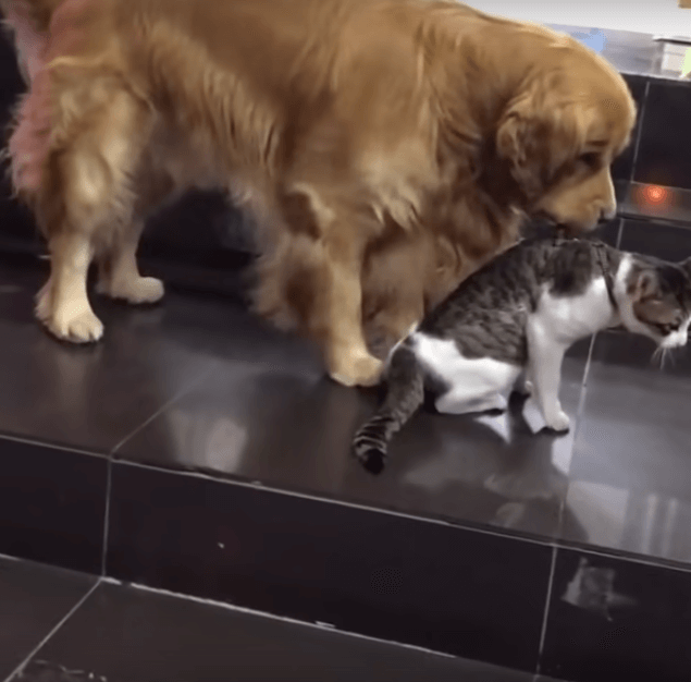 ゴールデンレトリーバー,動画