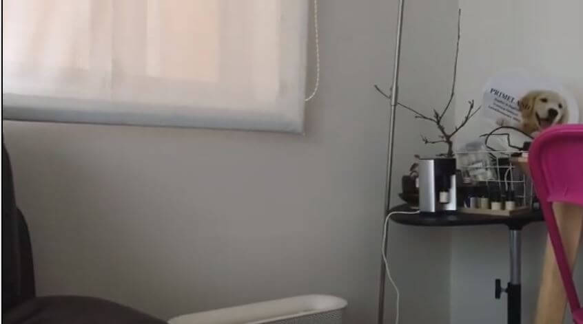 ラブラドールレトリーバー,動画