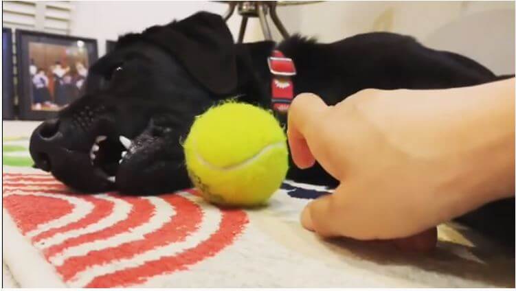 ラブラドールレトリーバー,動画