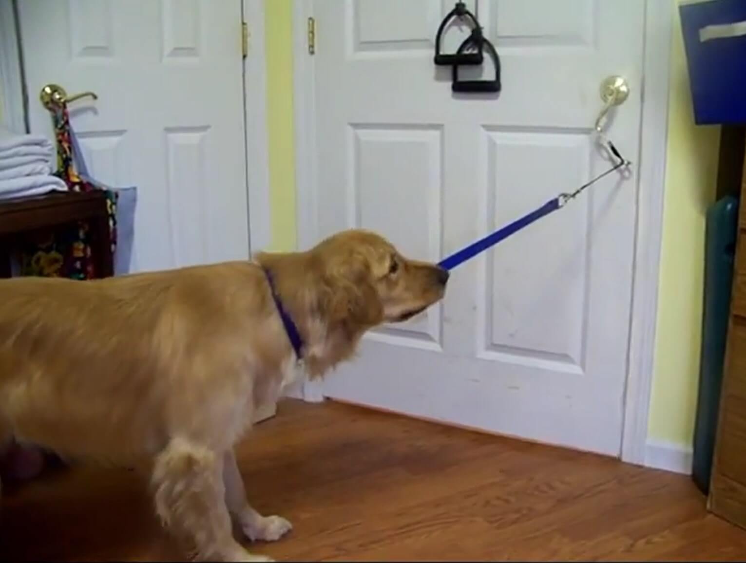 ゴールデンレトリーバー,動画