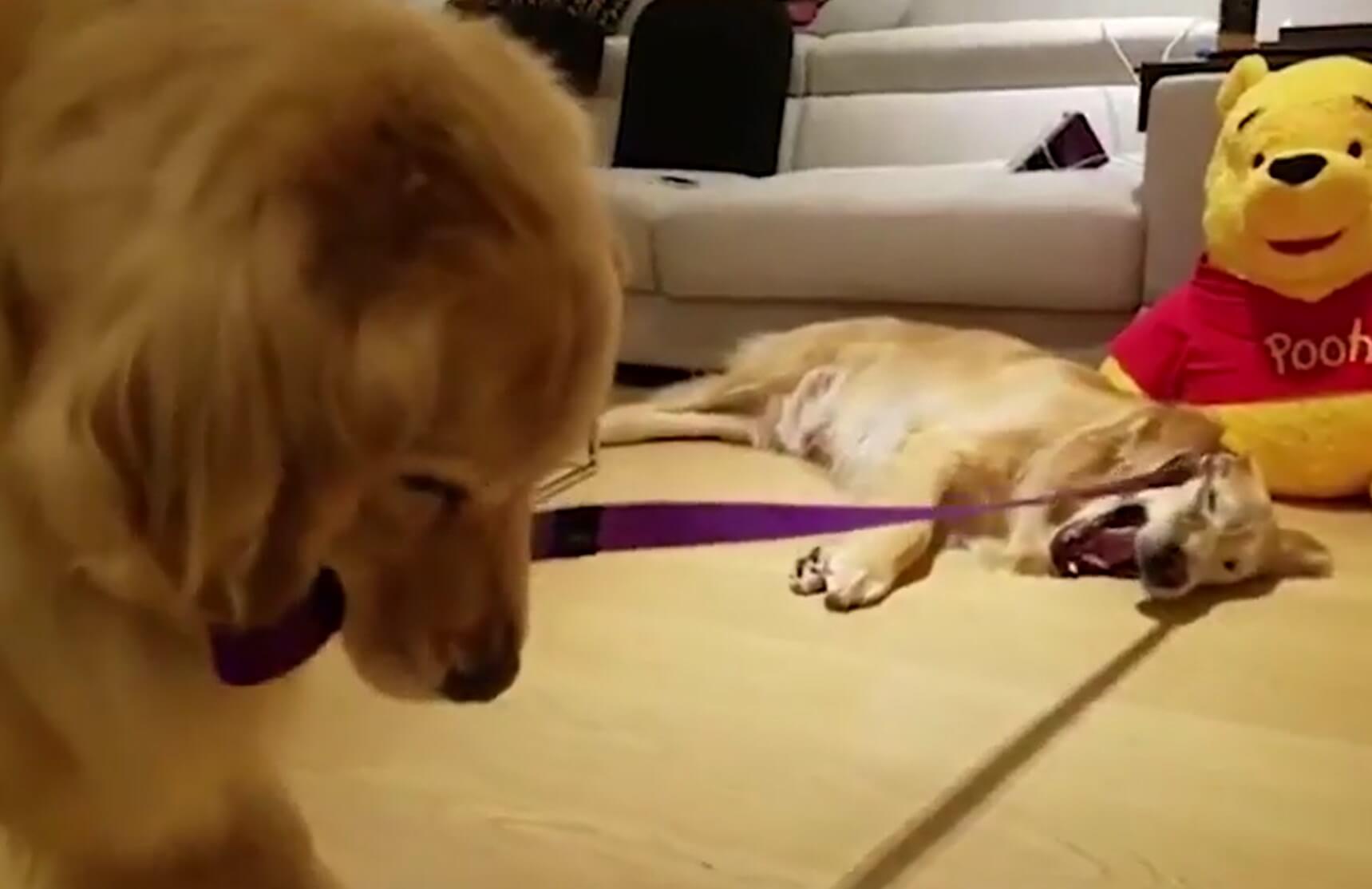 ゴールデンレトリーバー,動画