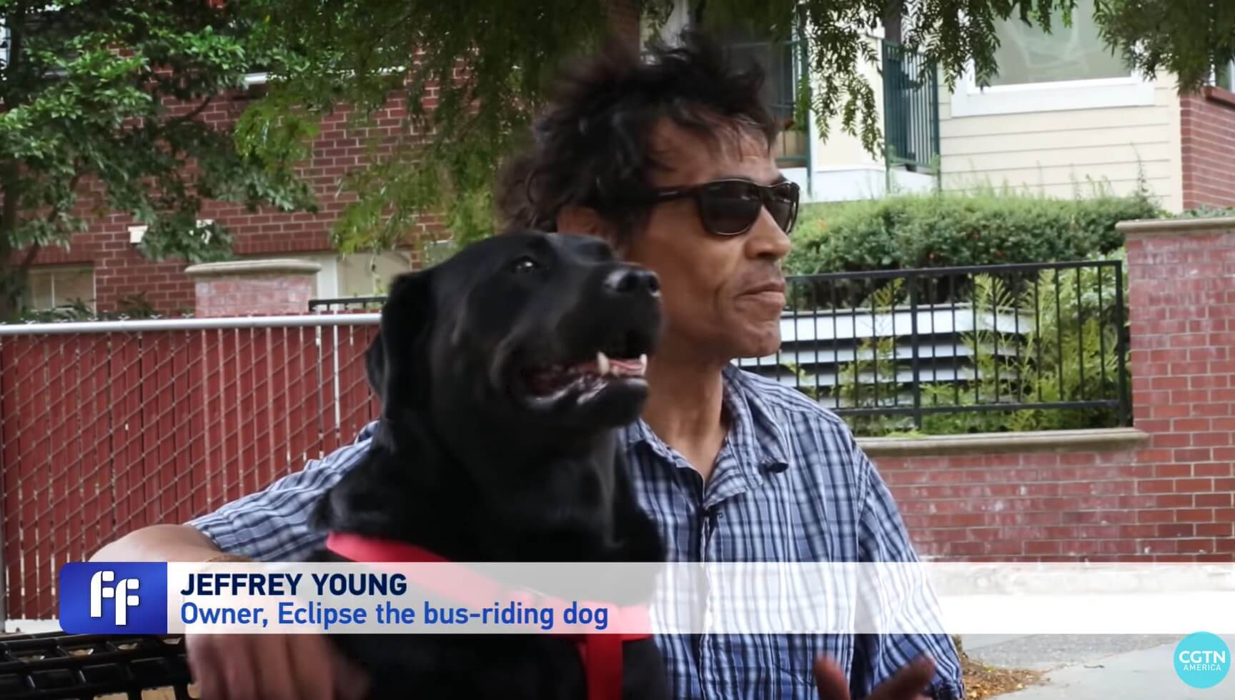 ラブラドールレトリーバー,動画