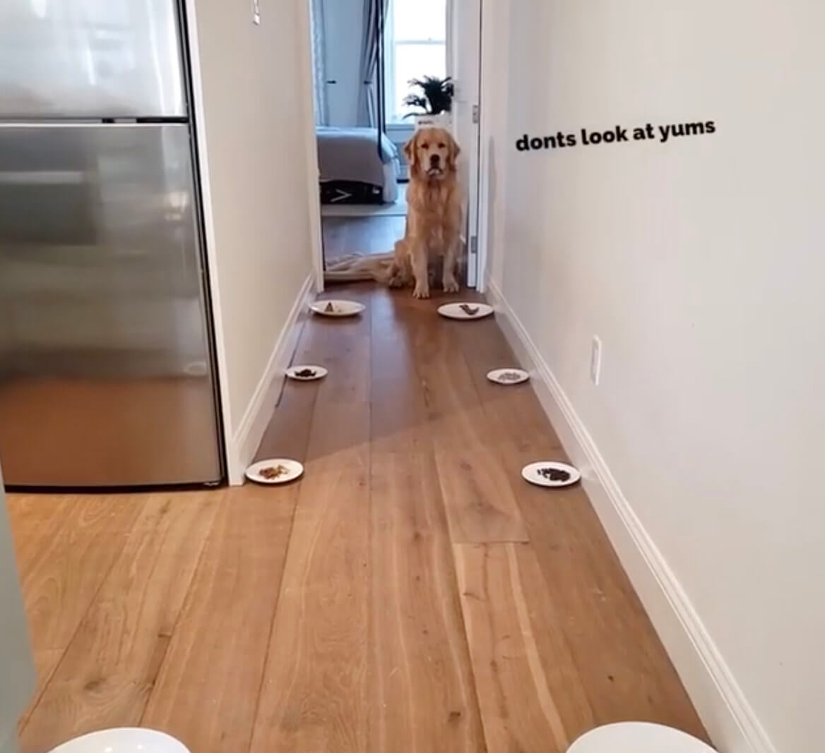 ゴールデンレトリーバー,動画