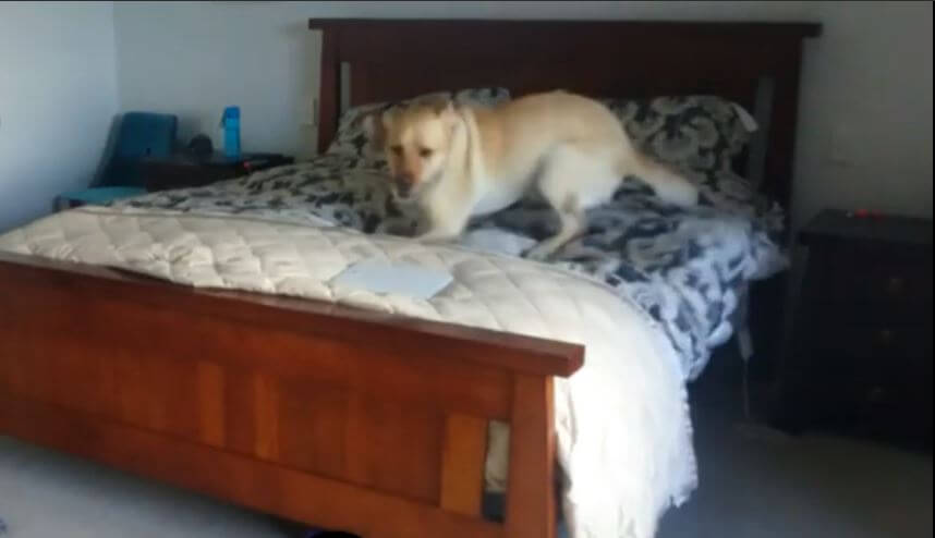 ラブラドールレトリーバー,動画
